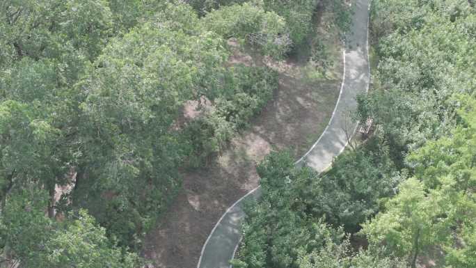 航拍穿越威海环翠区张村镇张村河夏季林荫道