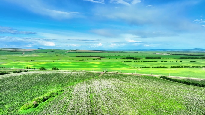 航拍种植中草药芍药花的农田