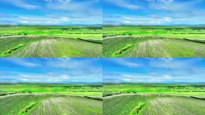 航拍种植中草药芍药花的农田