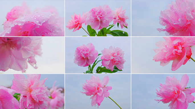 芍药花芍花开花花开延时粉色花朵唯美春天花