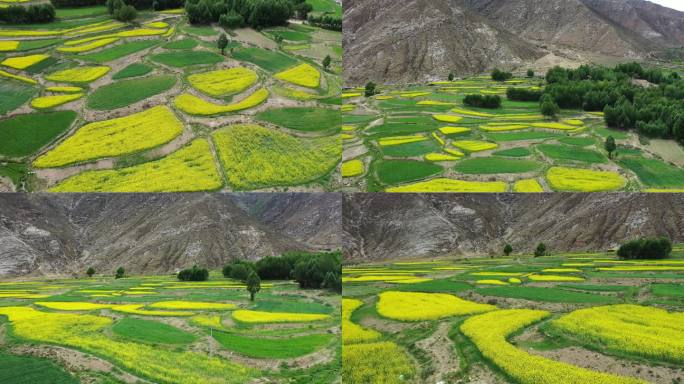 拉萨油菜花航拍