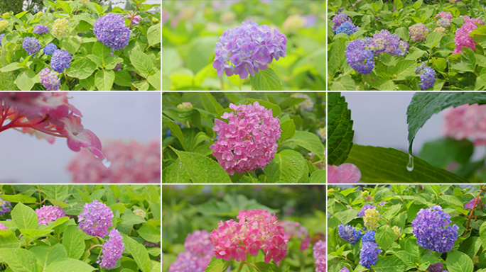 绣球花花开开花延时摄影花卉花朵春天立春花