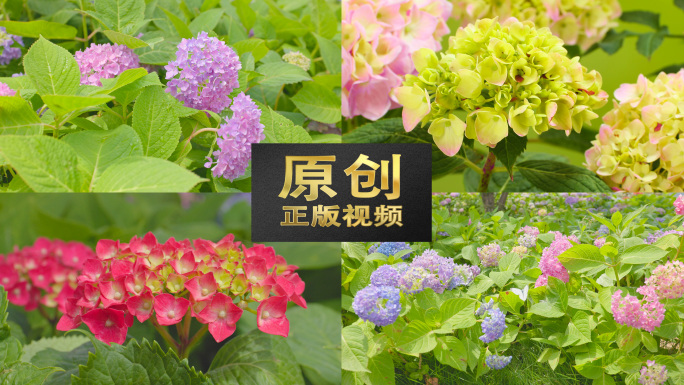 绣球花花开开花延时摄影花卉花朵春天立春花