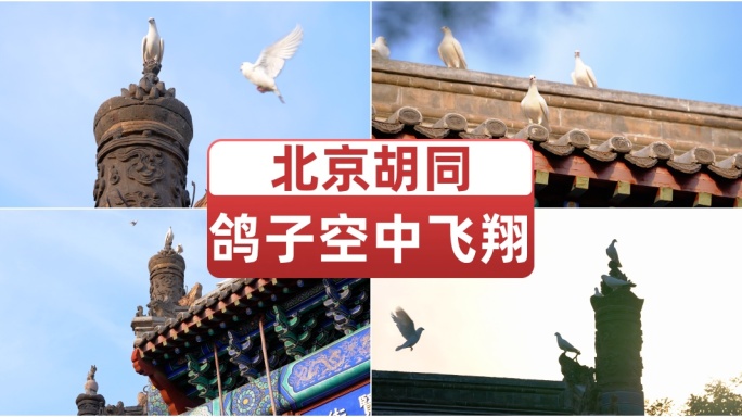 北京胡同鸽子空中飞翔 胡同鸽哨