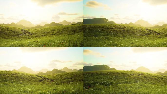 阳光草地