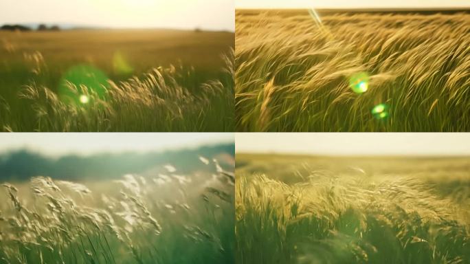 风吹过草地慢动作