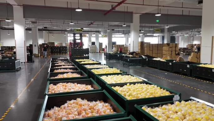 柠檬流水线柠檬工厂柠檬基地中国柠檬