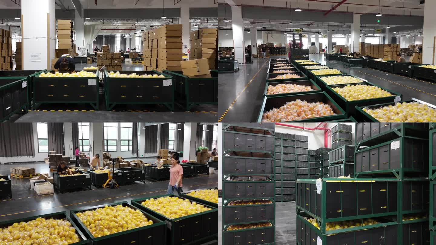 柠檬流水线柠檬工厂柠檬基地中国柠檬