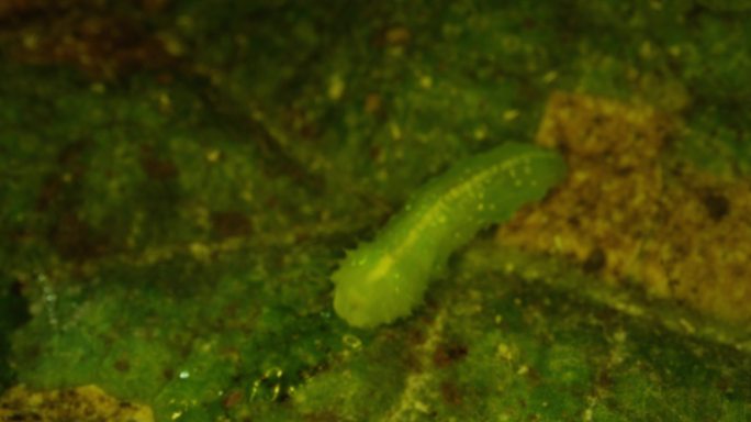 菜青虫 病虫害生物防治