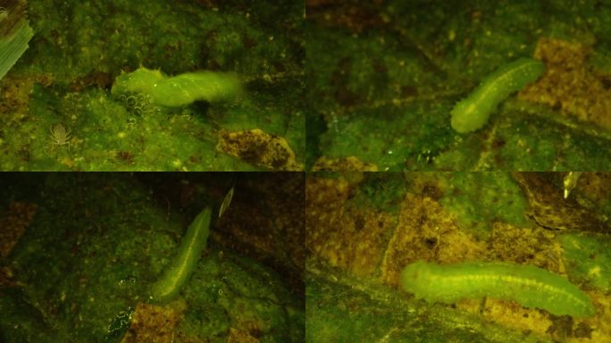 菜青虫 病虫害生物防治
