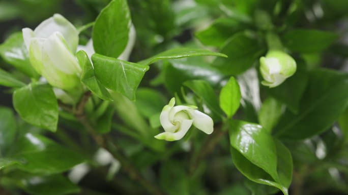 栀子花花开开花延时春天春暖花开栀子花