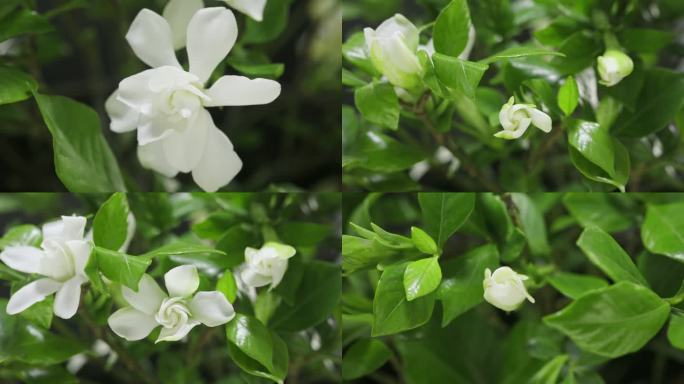 栀子花花开开花延时春天春暖花开栀子花