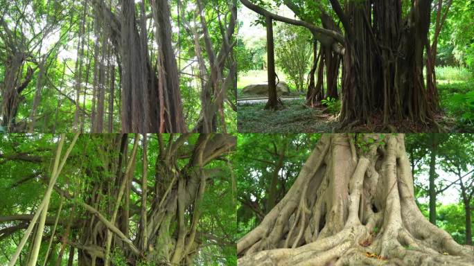 盘根错节的大榕树