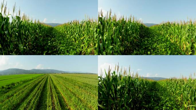 原创航拍玉米大豆
