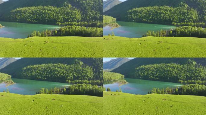 航拍新疆喀纳斯