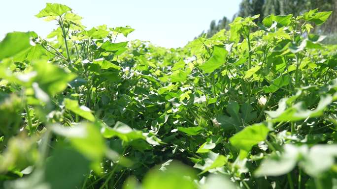 棉花开花+棉花运动镜头+棉花航拍
