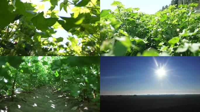 棉花开花+棉花运动镜头+棉花航拍