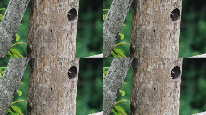 巢中的花冠皱盔犀鸟母鸟和雏鸟露出喙部