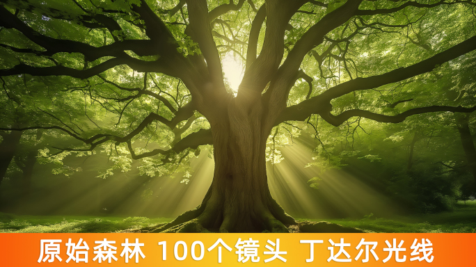 原始森林合集100个镜头
