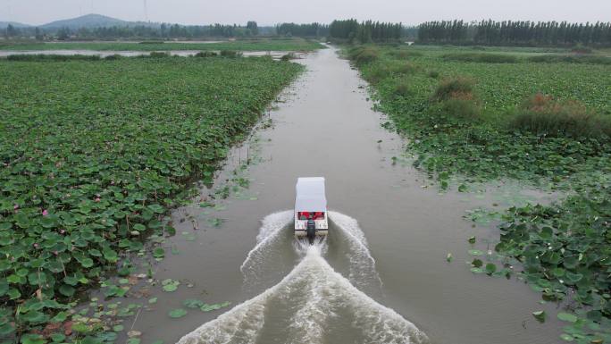 游船在荷花湖中游行