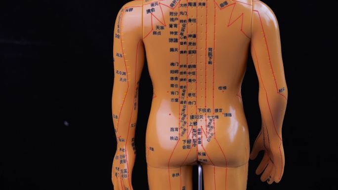 针灸 穴位 经络 人体穴位模型