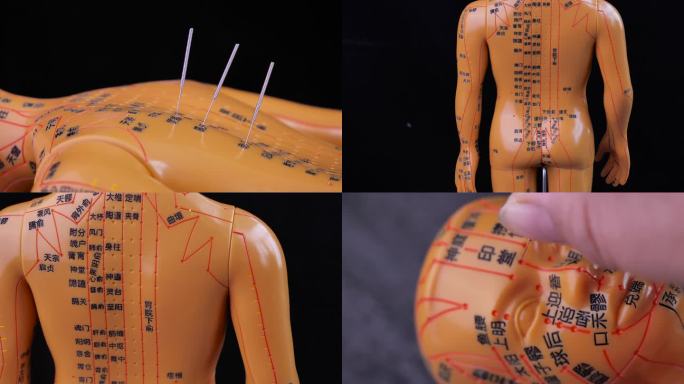 针灸 穴位 经络 人体穴位模型