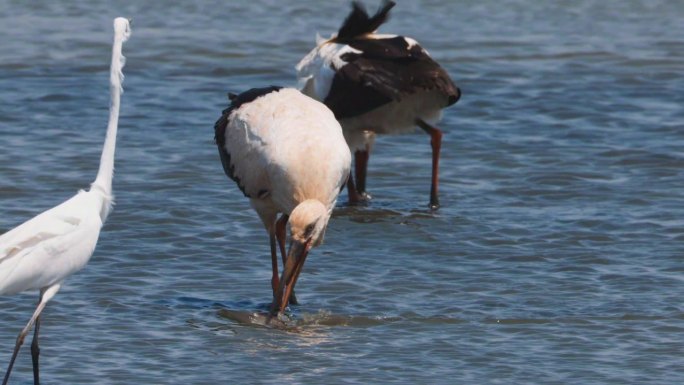 东方白鹳 候鸟 黄河三角洲 湿地生态