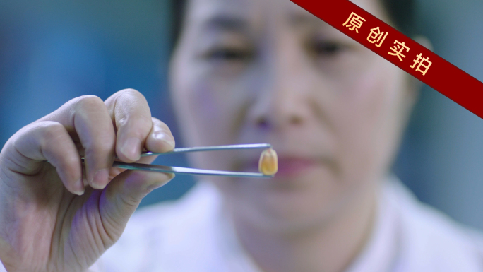 现代农业 智慧农业  粮食安全 玉米种子