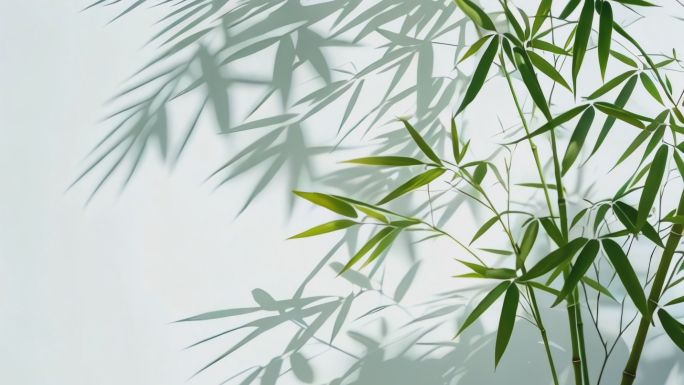 竹子 竹林 竹影 毛竹 写意 意境 水墨