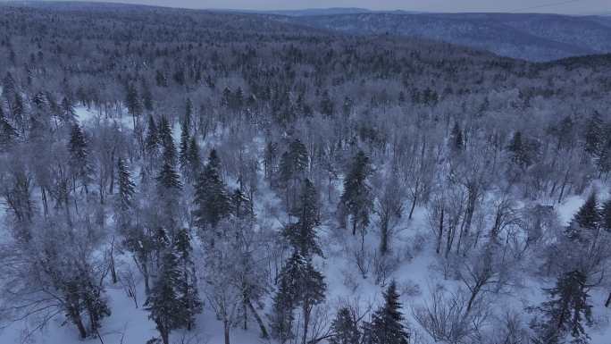 东北雪原