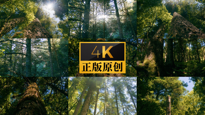 实拍参天大树原始森林丁达尔光阳光意境树林