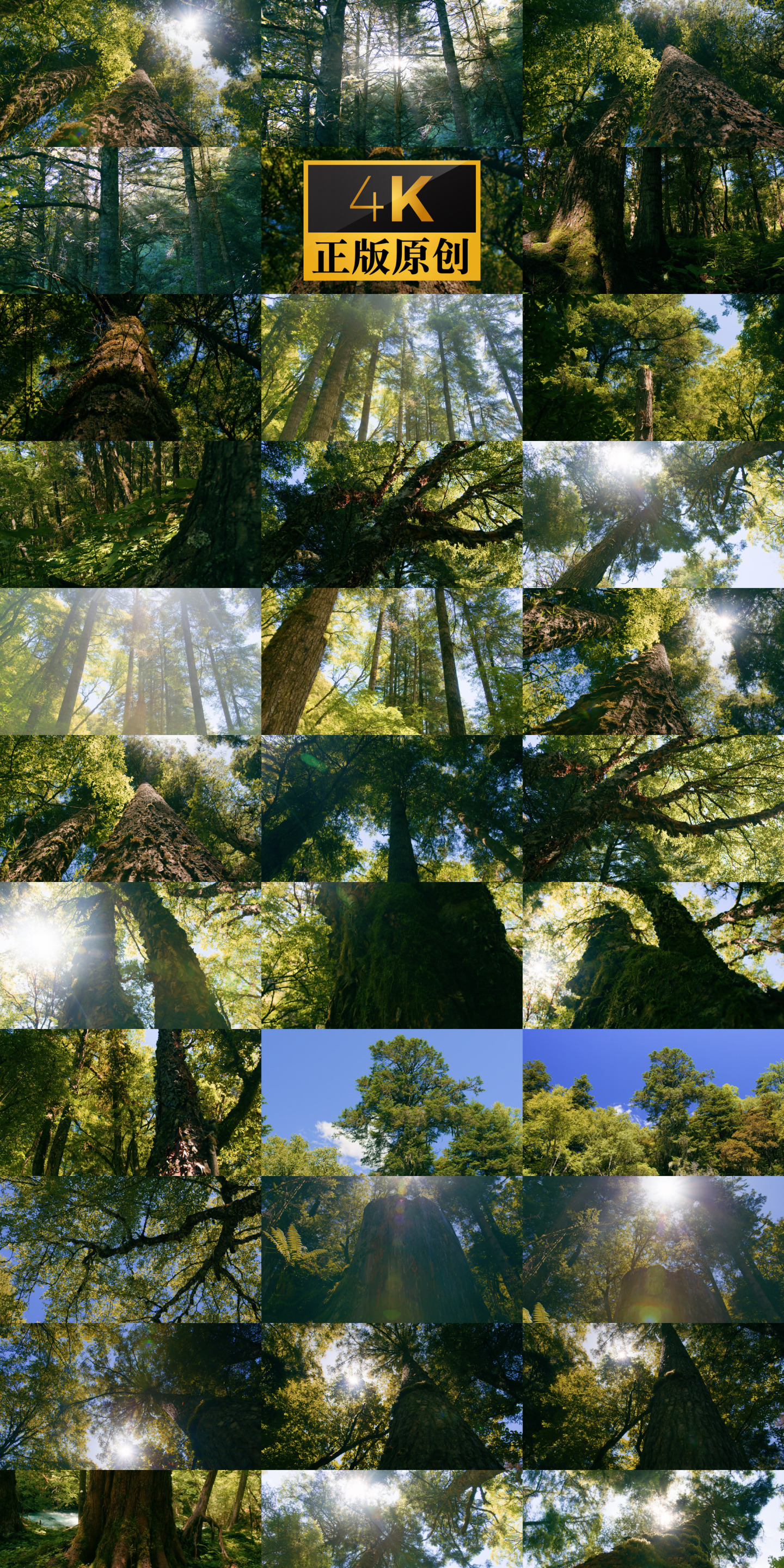 实拍参天大树原始森林丁达尔光阳光意境树林