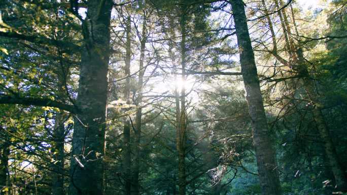实拍参天大树原始森林丁达尔光阳光意境树林