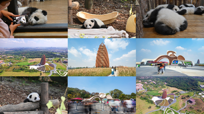 成都大熊猫基地 熊猫幼崽 小熊猫 国宝