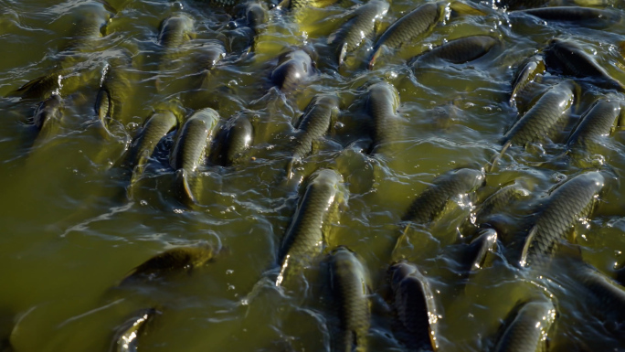 渔业丰收 打渔 乡村振兴