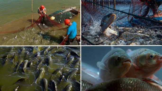 渔业丰收 打渔 乡村振兴