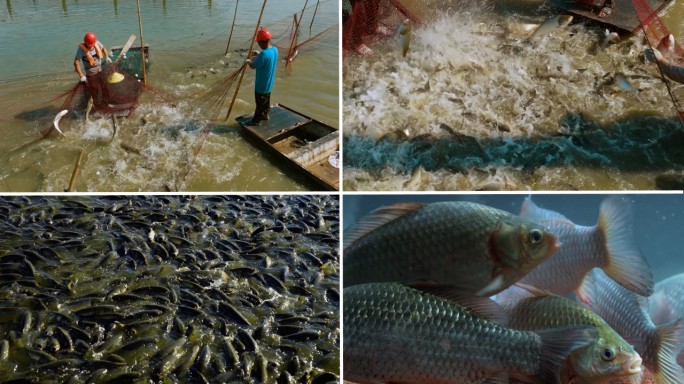 渔业丰收 打渔 乡村振兴