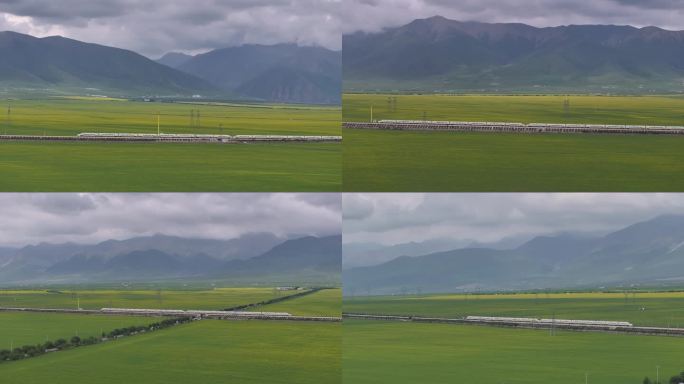 青海门源油菜花盛开的季节