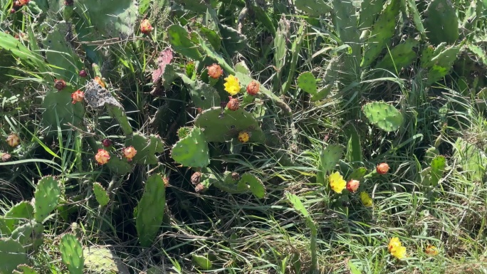 野外仙人掌花朵特写植物