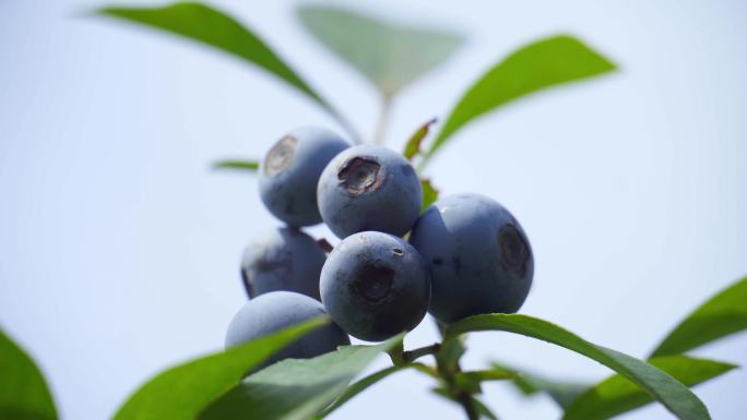 高山蓝莓 阳光下的蓝莓 蓝莓山 蓝莓基地