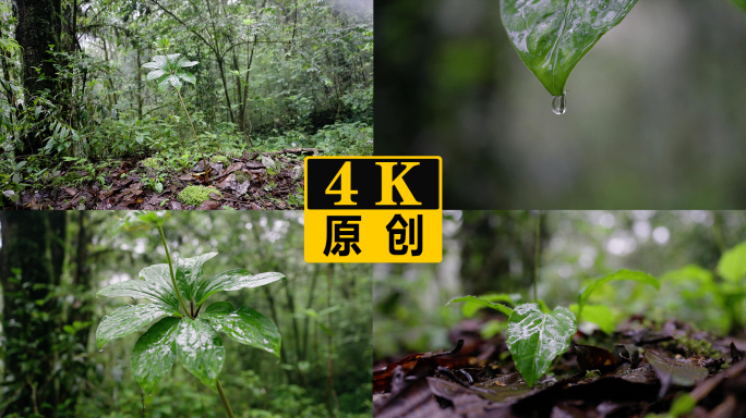 野生重楼七叶一枝花