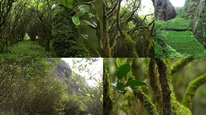 武夷山岩茶水仙百年老枞合集