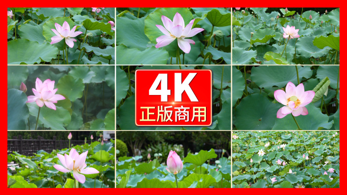 4K实拍夏日意境荷花 01