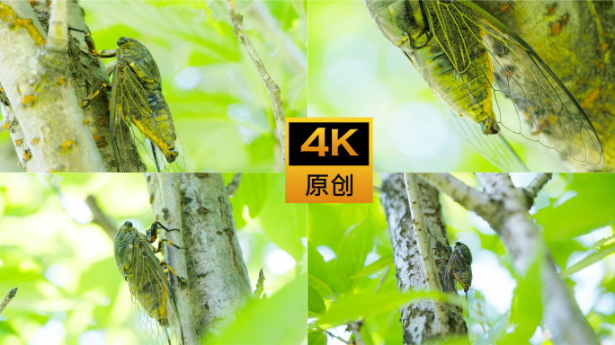 夏日蝉鸣树上知了聒噪