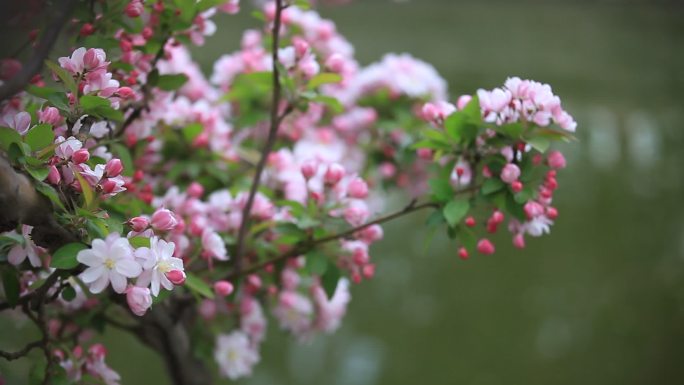 湖边海棠