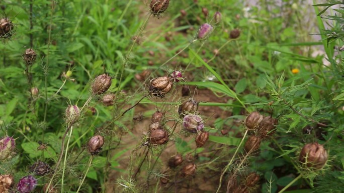 黑种草 生境 植株 果实 成熟果实