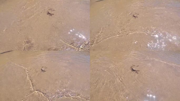 下面是一只螃蟹在沙滩上爬行的镜头