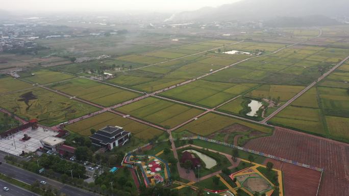 漳州水仙花海