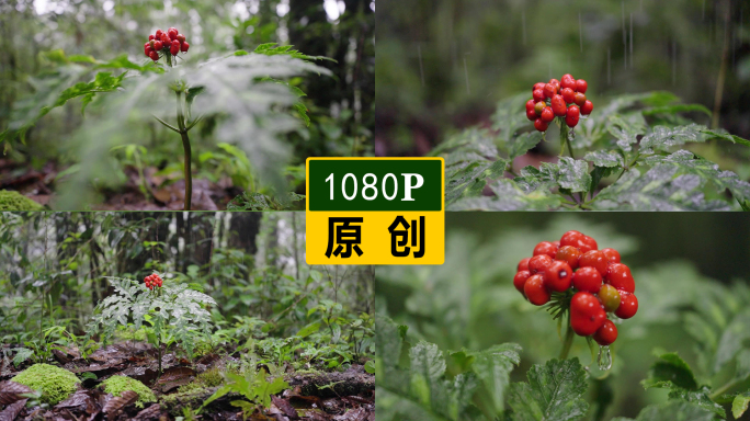中草药野生三七