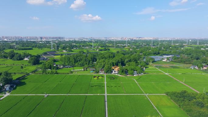 航拍成都温江和林村稻田